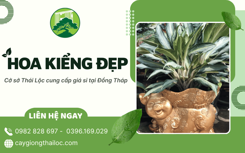 Hoa kiểng đẹp