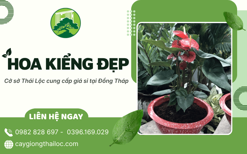 hoa kiểng đẹp