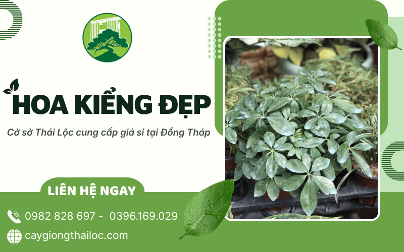 hoa kiểng đẹp