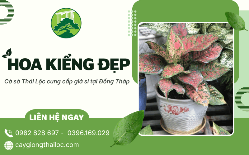 Hoa kiểng đẹp