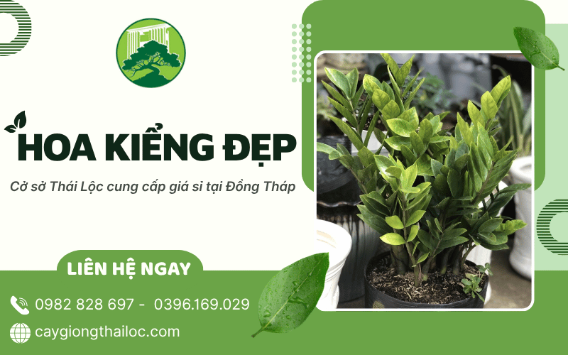 Hoa kiểng đẹp