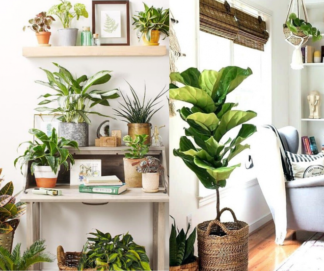 CƠ SỞ CÂY GIỐNG HOA KIỂNG THÁI LỘC