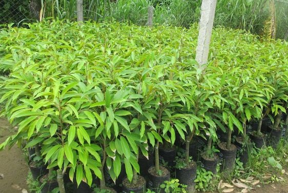 CƠ SỞ CÂY GIỐNG HOA KIỂNG THÁI LỘC