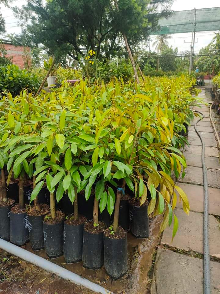 CƠ SỞ CÂY GIỐNG HOA KIỂNG THÁI LỘC