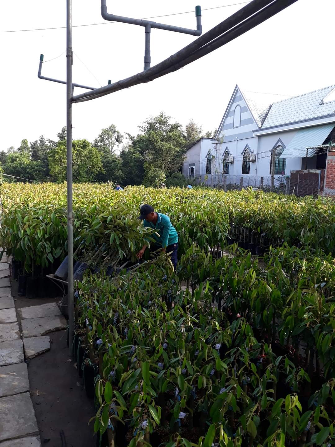 CƠ SỞ CÂY GIỐNG HOA KIỂNG THÁI LỘC