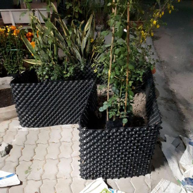 CƠ SỞ CÂY GIỐNG HOA KIỂNG THÁI LỘC