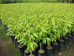 CƠ SỞ CÂY GIỐNG HOA KIỂNG THÁI LỘC