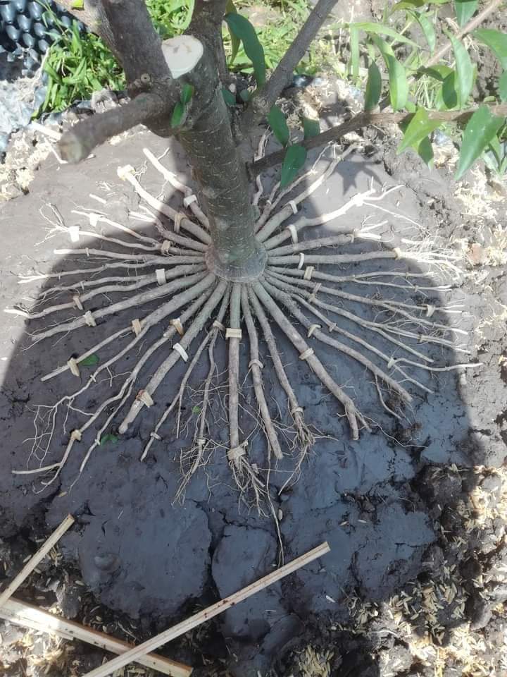 CƠ SỞ CÂY GIỐNG HOA KIỂNG THÁI LỘC