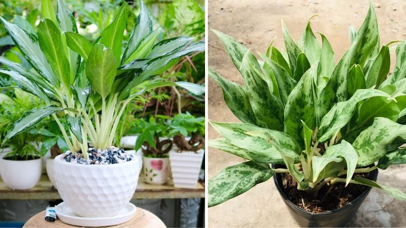 CƠ SỞ CÂY GIỐNG HOA KIỂNG THÁI LỘC