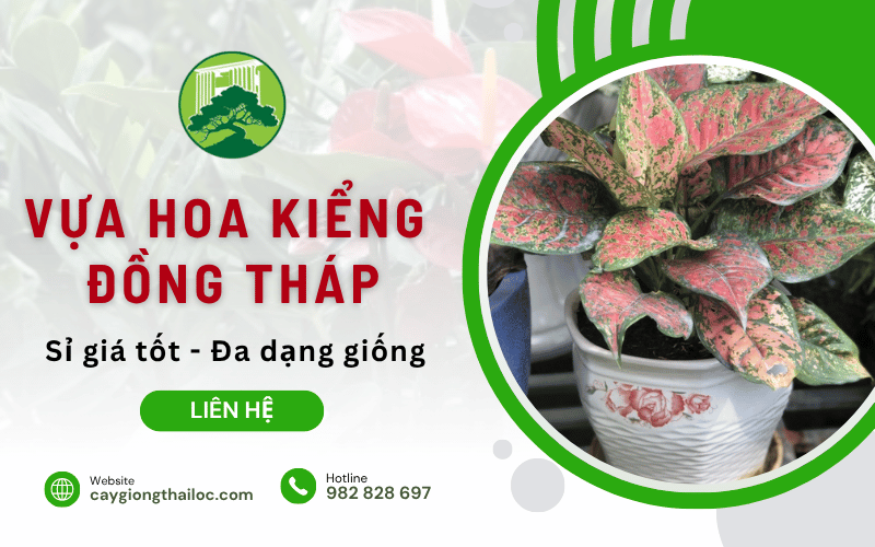vựa hoa kiểng Đồng Tháp