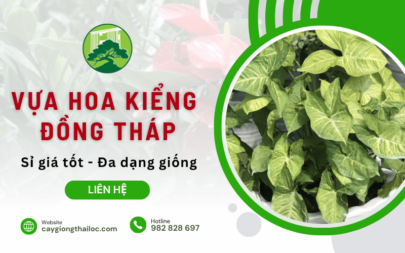 vựa hoa kiểng Đồng Tháp