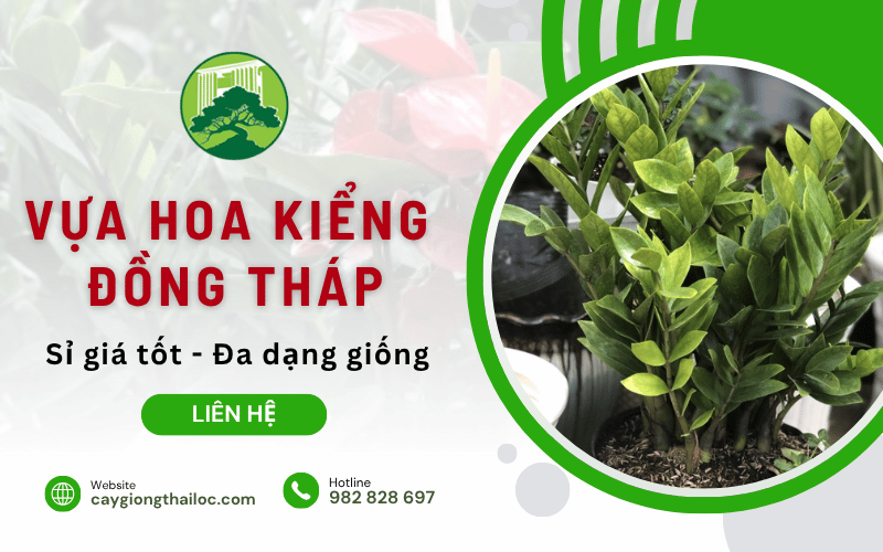 vựa hoa kiểng Đồng Tháp