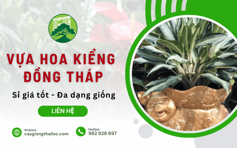 vựa hoa kiểng Đồng Tháp
