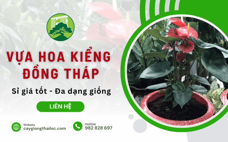 vựa hoa kiểng Đồng Tháp